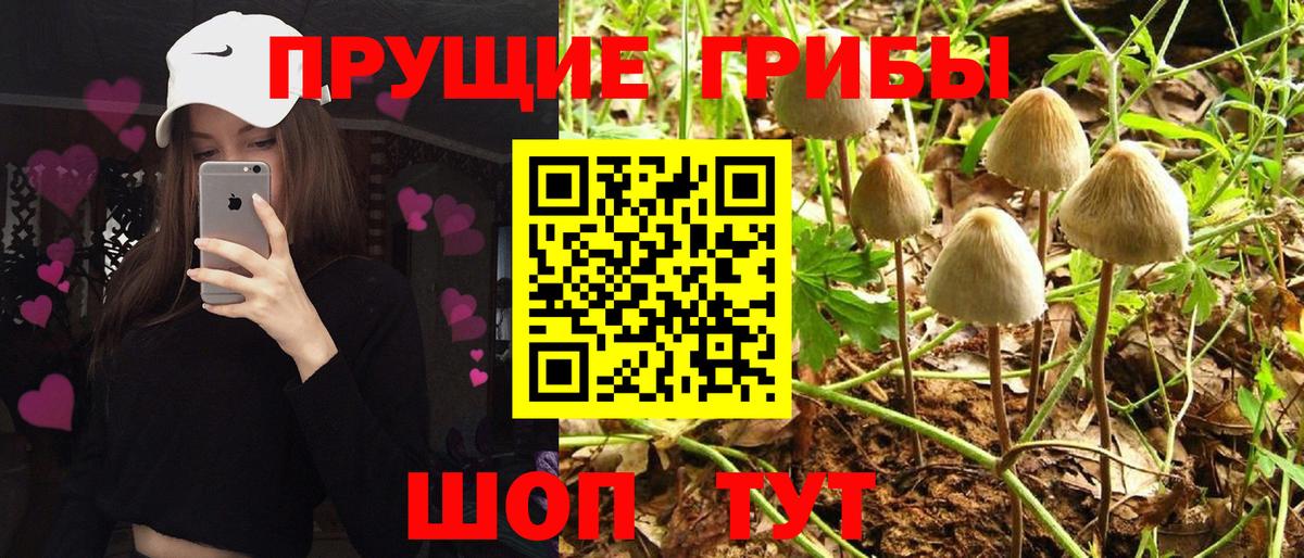где продают   Вход с VPN  Ржев  Псилоцибиновые грибы мухоморы 